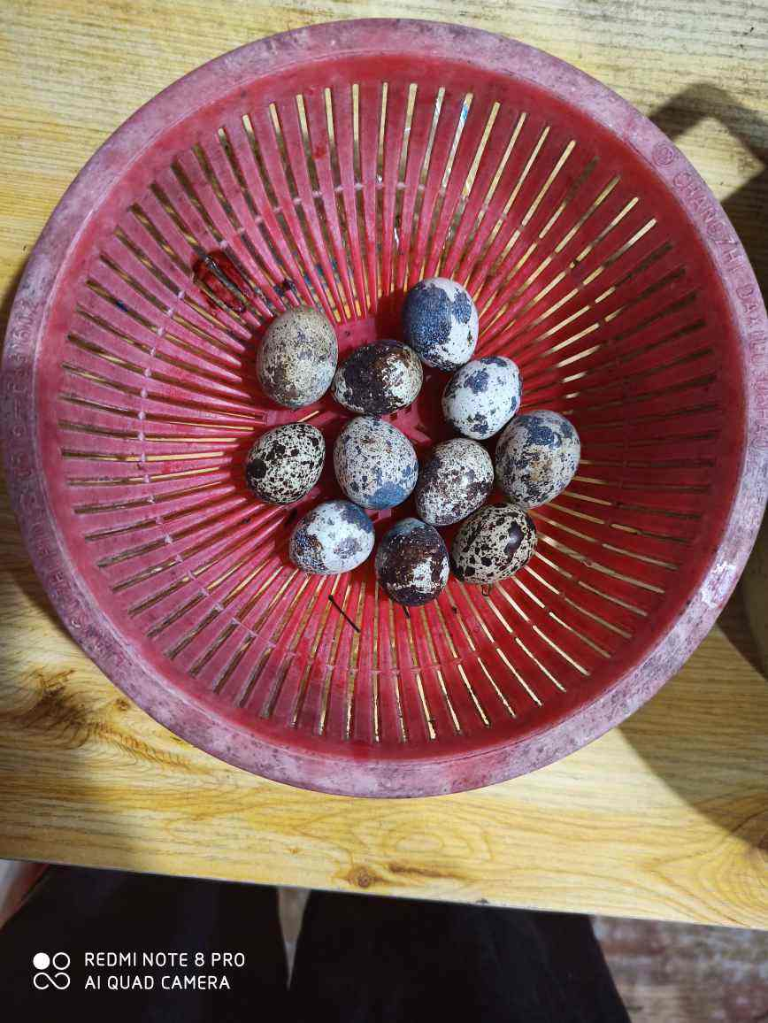 5种常见蛋类,哪一种营养含量更高?别再吃错了