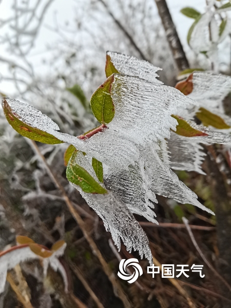 广西百色高寒山区现冰冻 漫山树叶裹冰层