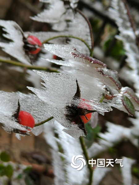 广西百色高寒山区现冰冻 漫山树叶裹冰层