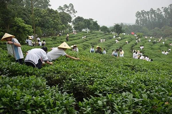 冬游指南:广东美丽乡村休闲旅游行,你值得拥有!