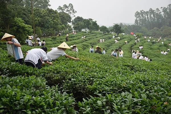 冬游指南：广东美丽乡村休闲旅游行，你值得拥有！