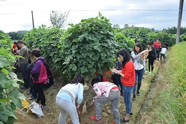 冬游指南:广东美丽乡村休闲旅游行,你值得拥有!