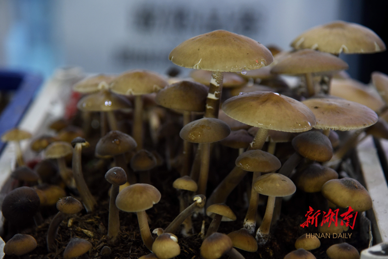 打卡湖湘美食,“逛吃”停不下来