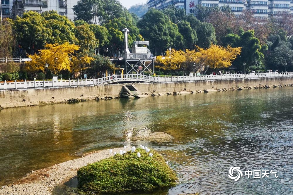 贵阳迎暖阳 银杏洒金景色迷人