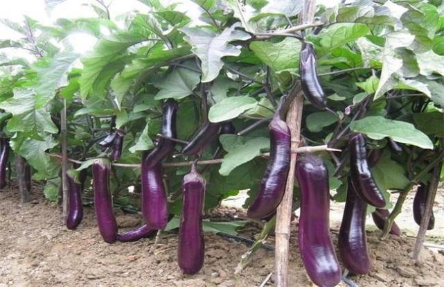 5种食物是血管硬化的“克星”,坚持吃,血管通畅,血栓不来找