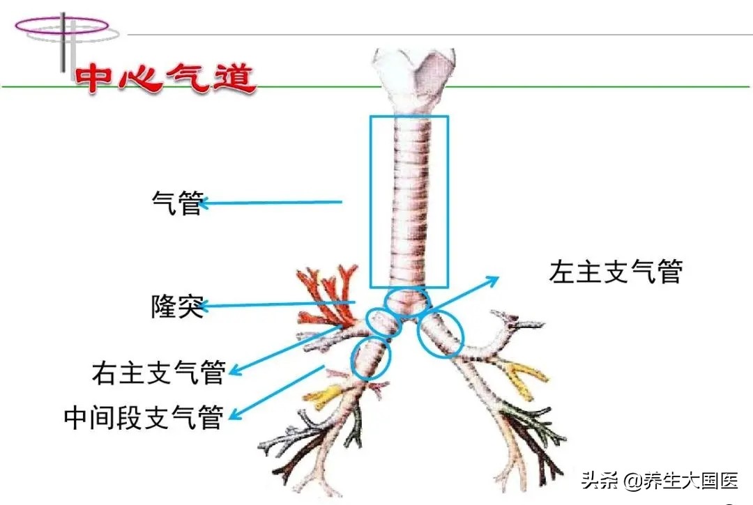 胸闷气短、呼吸困难,像有东西堵在气管?支气管镜帮你打开“呼吸之门”