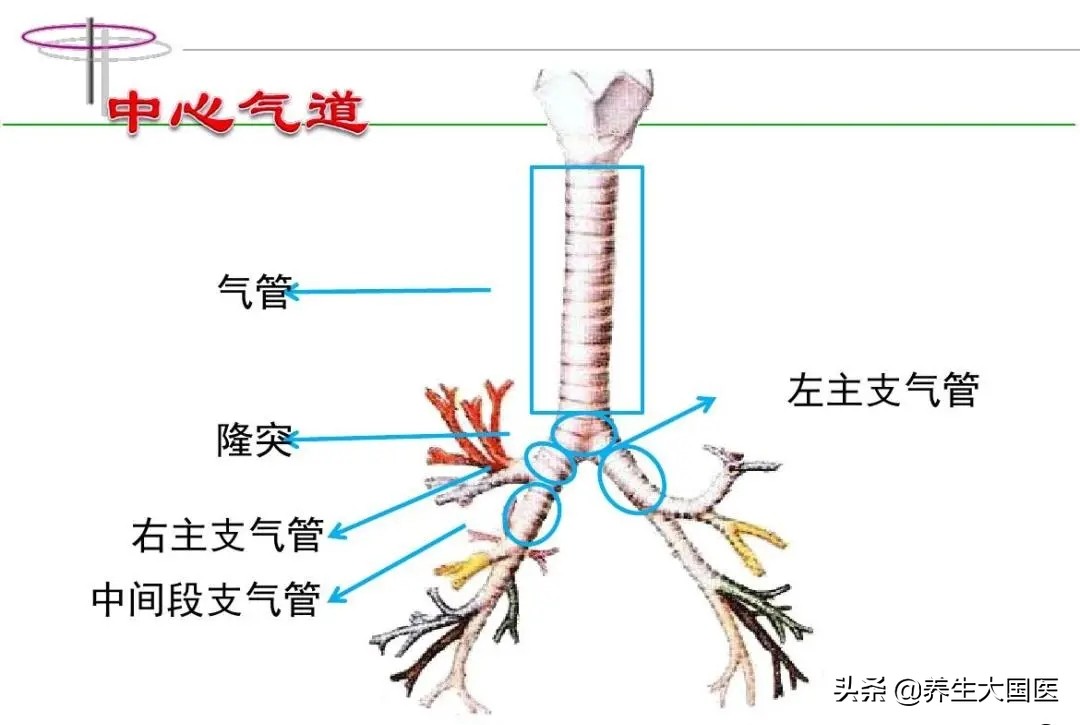 胸闷气短、呼吸困难，像有东西堵在气管？支气管镜帮你打开“呼吸之门”