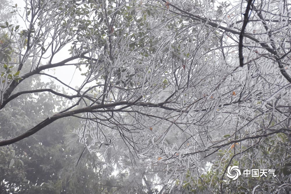 受寒潮影响 广东北部出现霜冻天气