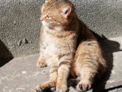惠东安墩-2.4℃、博罗麻陂
