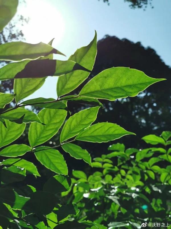 颤抖吧！湿冷天气要来了！下周最低只有5°C！