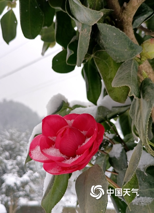 湖北多地迎新年首场降雪 宛如冰雪世界