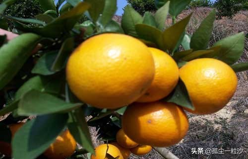 肇庆市德庆县8大推荐美食,这些地方美食值得你的品尝