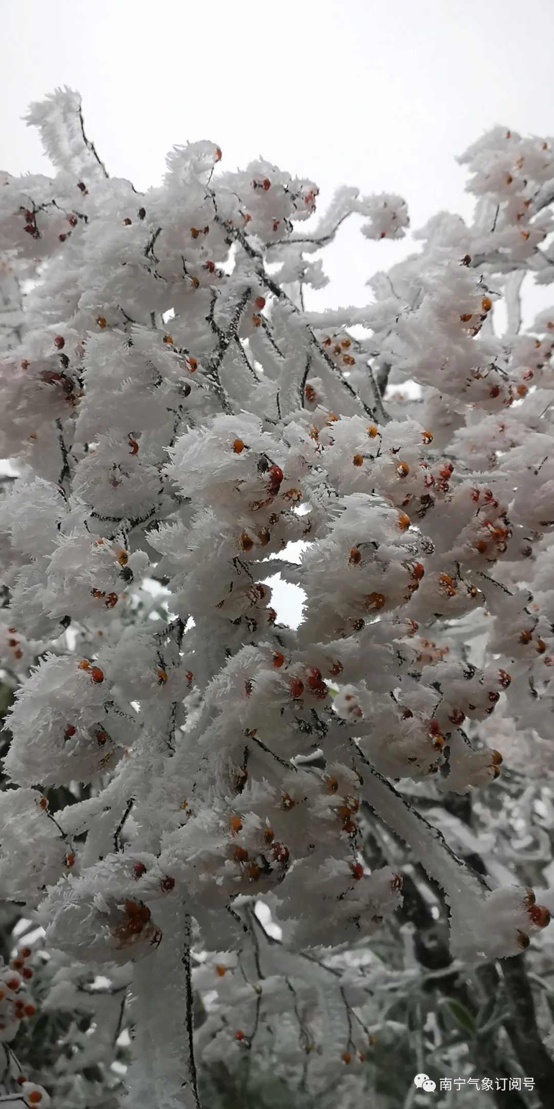 广西又下雪了!低至零下7℃,道路结冰!寒冷天气要持续到……