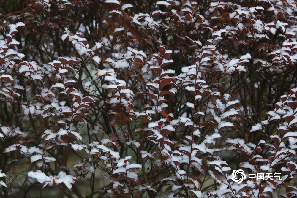 贵阳迎降雪 镜头记录下的“雪中人雪中景”