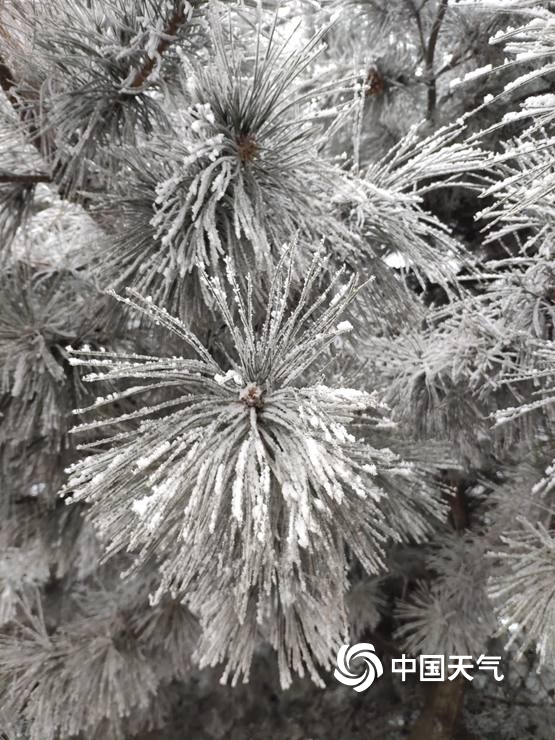 北京佛爷顶雪花与雾凇不期而遇 交织成一幅冬日美景