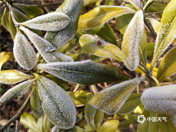 云南鲁甸出现霜冻天气 植物裹“白衣”