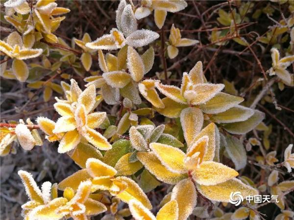 云南鲁甸出现霜冻天气 植物裹“白衣”