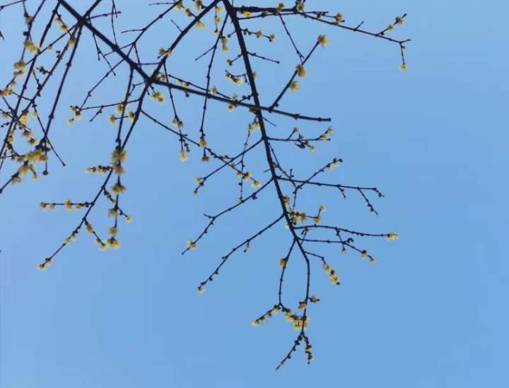 天气|蜡梅花开了,阳光也不错,还怕什么小寒潮?