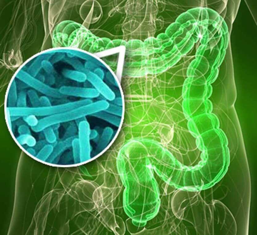 肠道细菌是如何帮助人体维持健康的?一文给你说清楚 | 科普