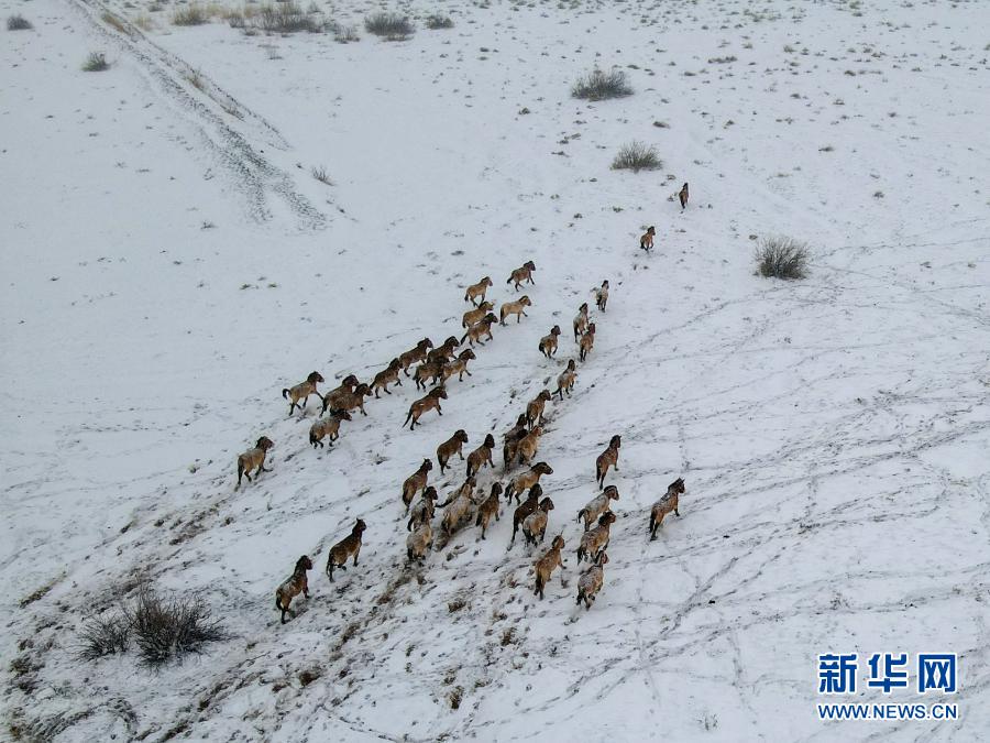 中东部地区将迎大风降温天气,东北东部有较强降雪