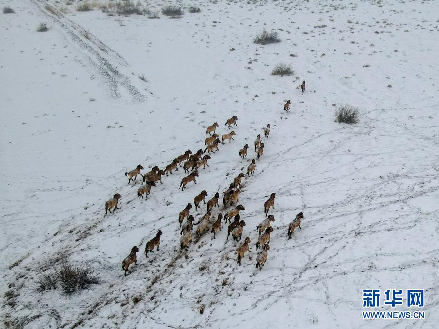 中东部地区将迎大风降温天气，东北东部有较强降雪