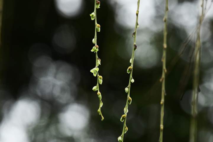 天气|这个周末,气温从0℃冲到19℃!西湖边的柳树都抽芽了
