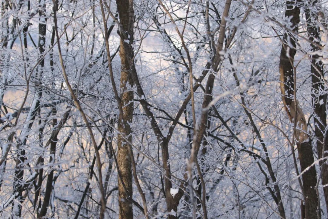 今年很特殊，大寒过后立春前的15天，要抓住养肾的最后机会