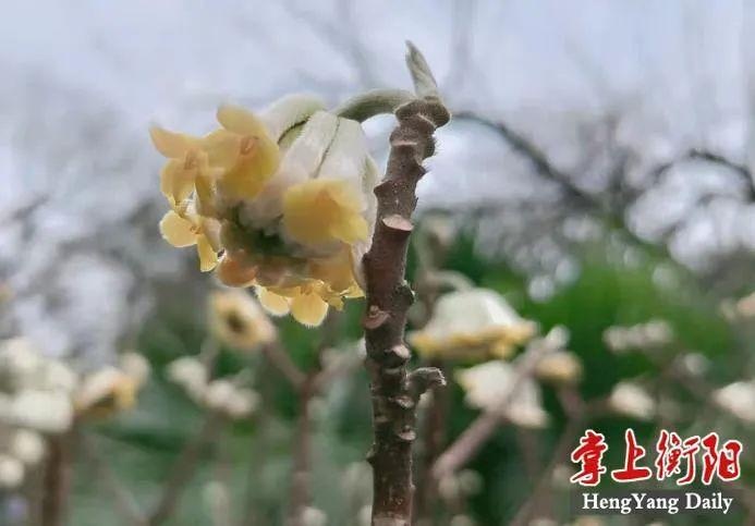 升至26℃!大衡阳的天气还真是令人琢磨不透
