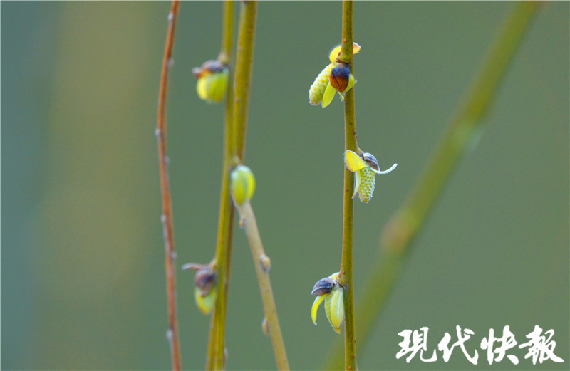 “立春”天气晴暖,但阳光不会“打卡”太久