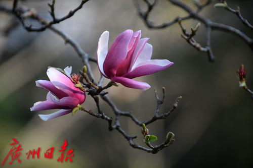 立春宛如立夏,过年会有好天气哟