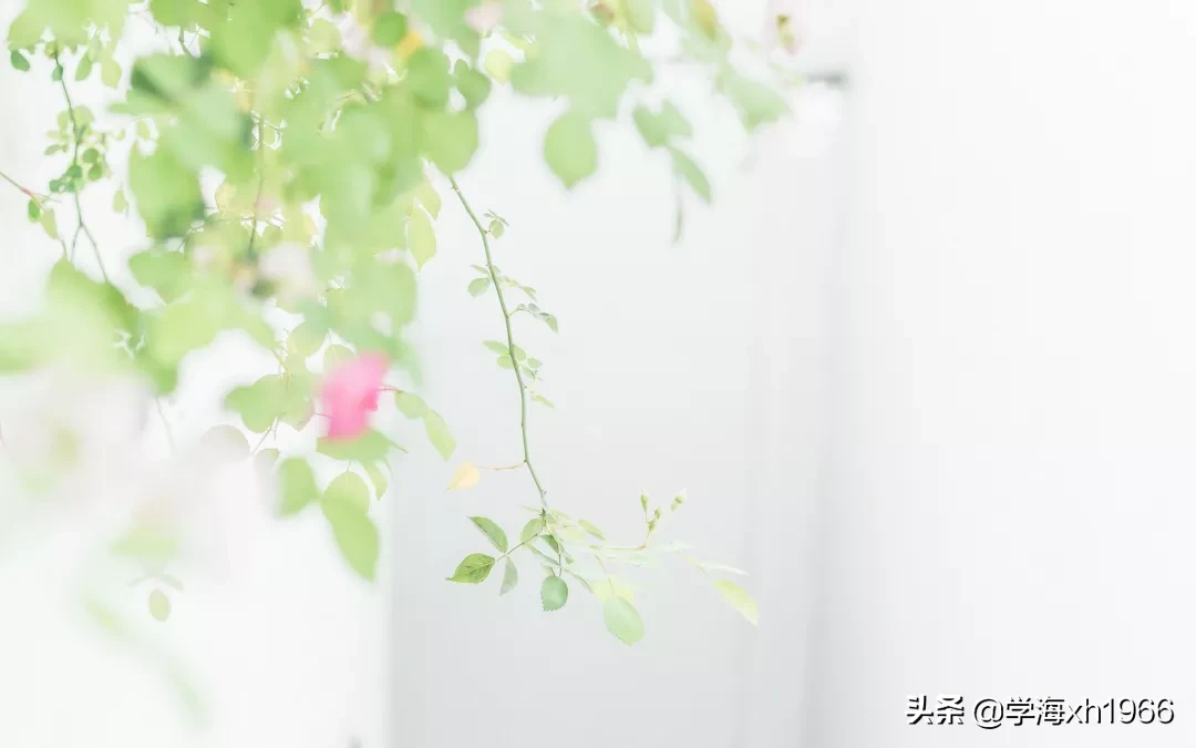 什么是文化,这是我听过最好的答案
