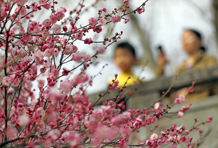 天气｜近日气温显著回暖，杭州难道要跑步入春？