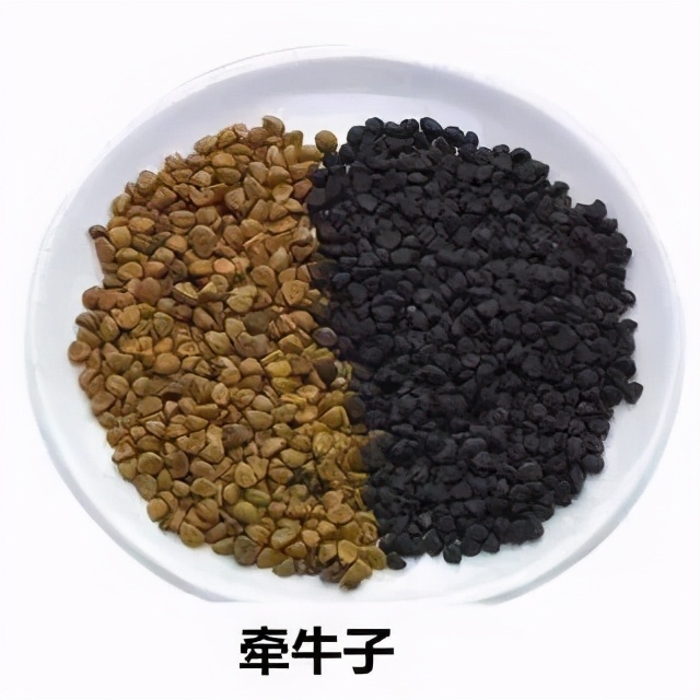 一味百消丸，消肿块甚妙！可用治疑难杂症