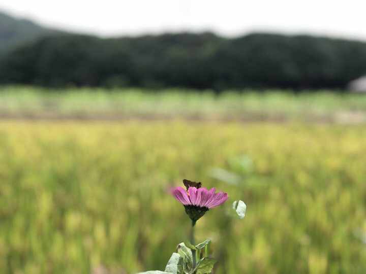 重磅！2020年度文化和旅游大数据报告发布