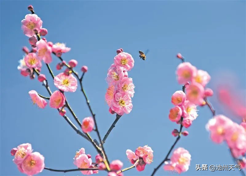牛年工作日开始,晴好天气持续