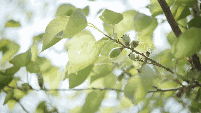 本周义乌最高温24℃!晴朗温暖好天气!春天在哪里?