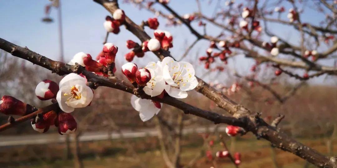 倒春寒?会下雪?襄阳下周的天气……