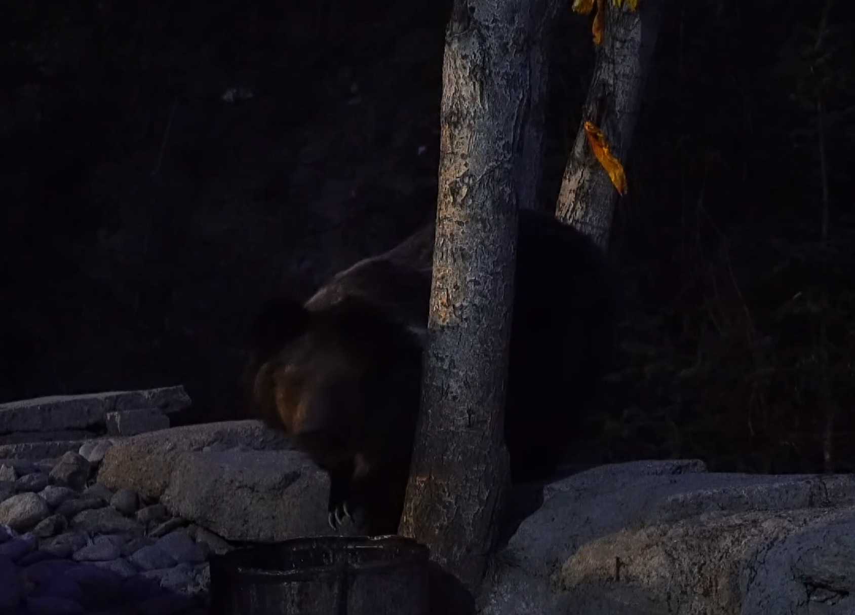 青海玉树出现一只棕熊，走进寺庙吃剩饭剩菜，深夜被藏獒赶走