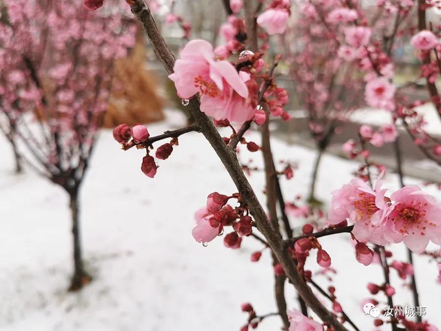 昨晚，汝州惊现“雷打雪”天气，原因竟是？