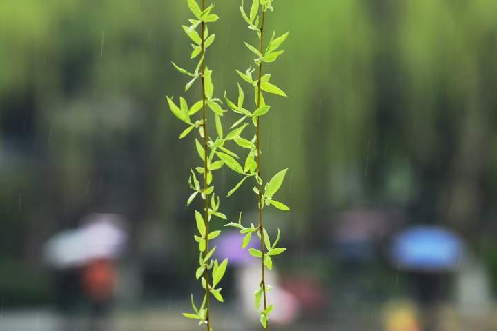 天气|雷雨!大风!部分地区跌至0℃!冷空气今天下午杀到杭州