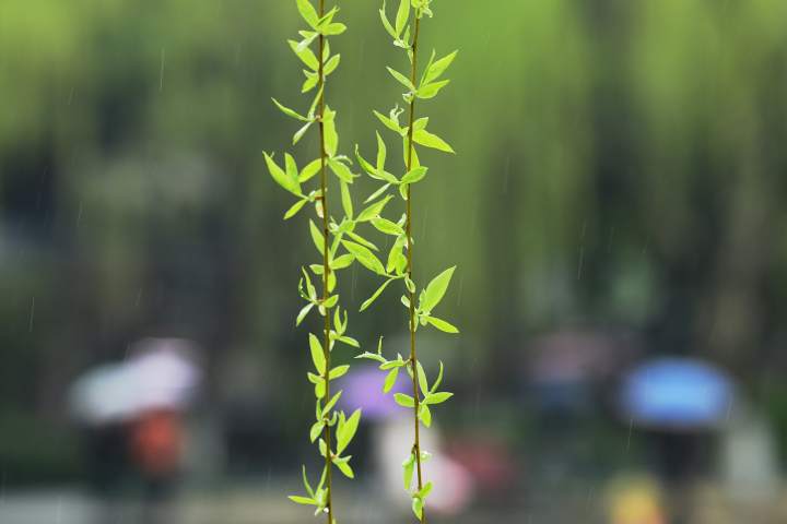 天气｜雷雨！大风！部分地区跌至0℃！冷空气今天下午杀到杭州