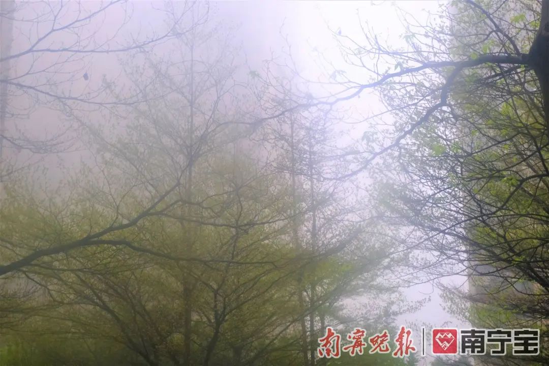 冷空气到访!未来一周南宁的天气以阴雨、雾天气为主