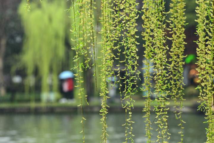 天气 | 雨水快要退场,但阴冷尤在,下周是“三月天娃娃脸”