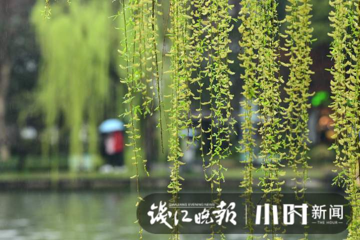 天气 | 明起雨水短暂休整,阳光有消息了,现在不是“倒春寒”,理由在此