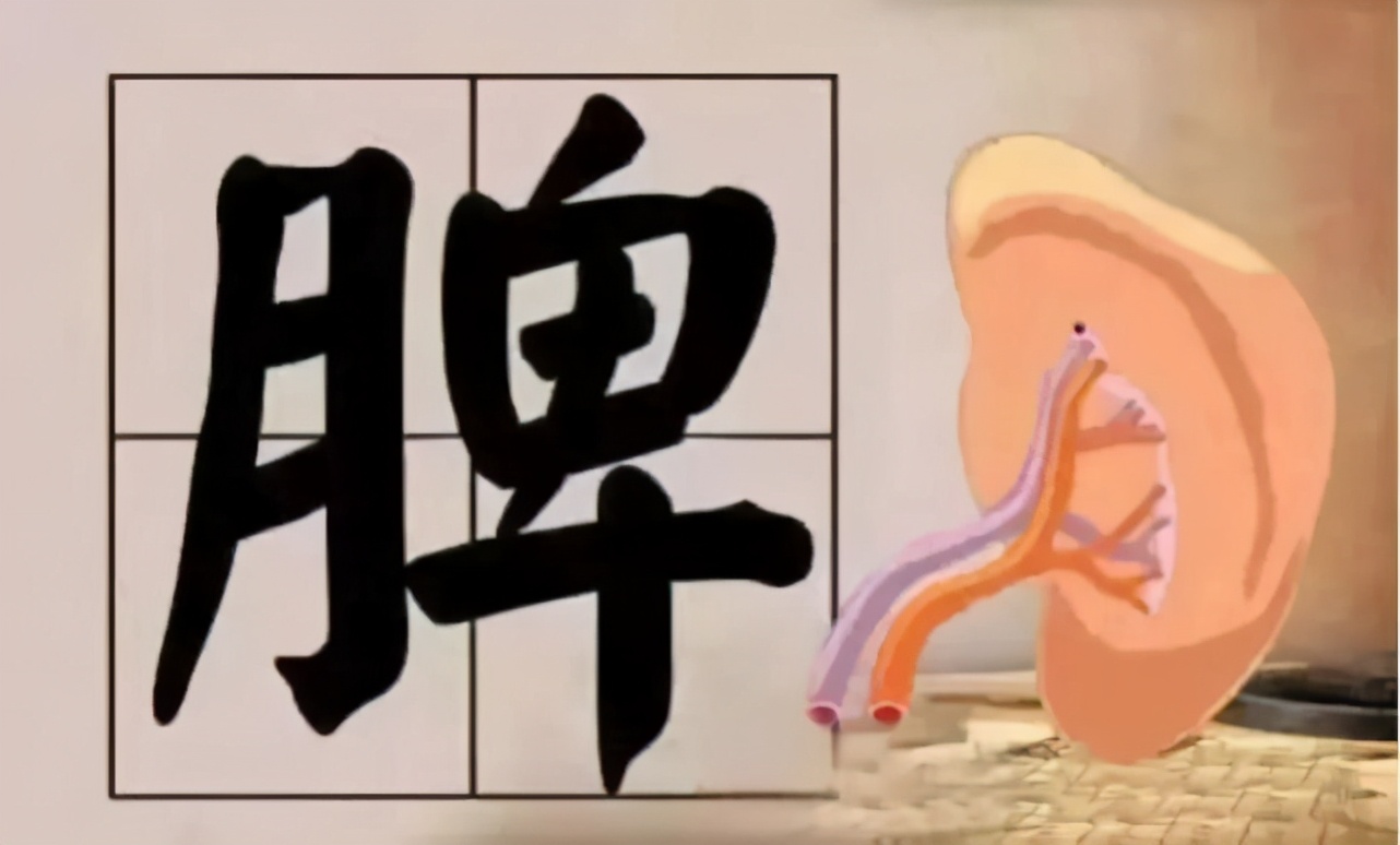 湿气重,还爱放屁?可能是脾胃太虚弱,做好3件事,脾胃年轻起来