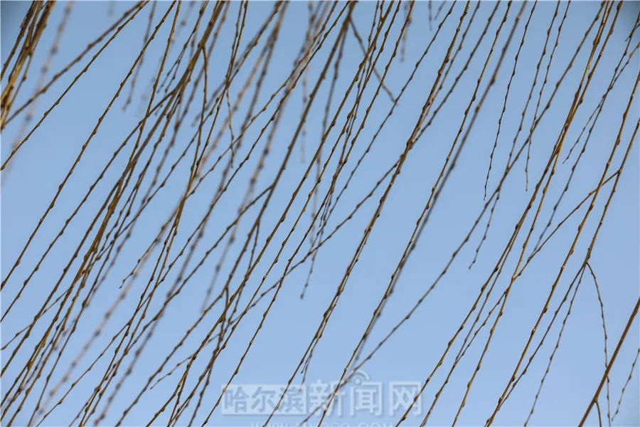 气温回升冻融交替,春天气息扑面而来|超多美图的天气预报