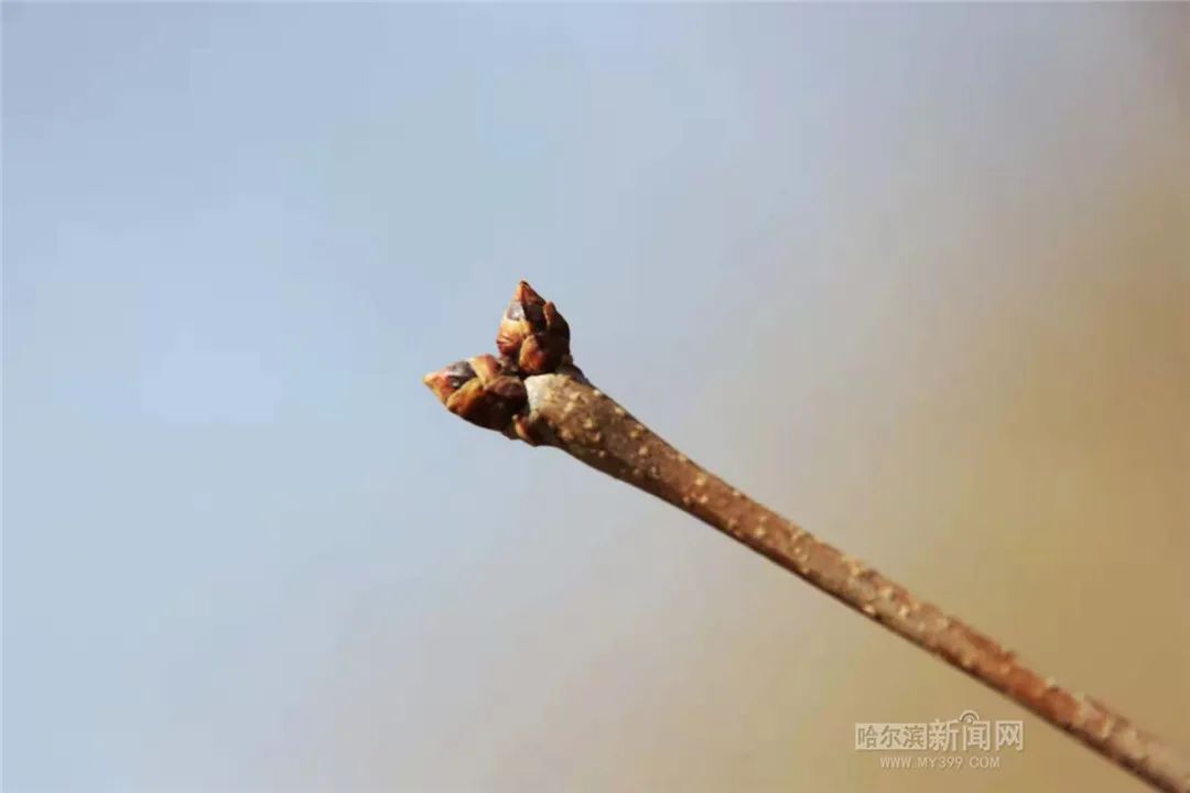 气温回升冻融交替,春天气息扑面而来|超多美图的天气预报