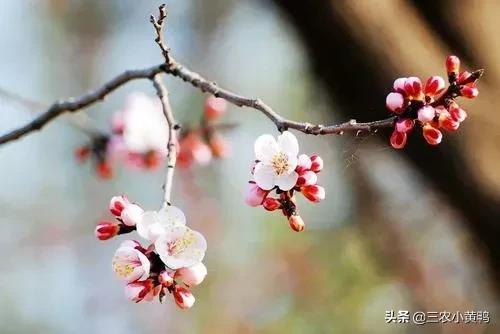 2021年春季是干旱还是雨水多呢?二月初一天气能预测