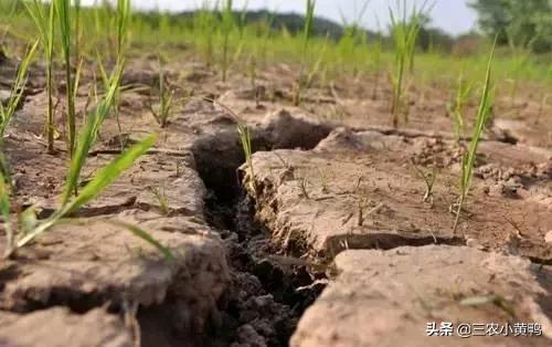 2021年春季是干旱还是雨水多呢?二月初一天气能预测