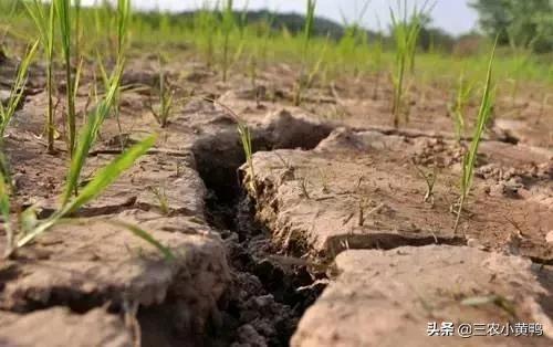 2021年春季是干旱还是雨水多呢？二月初一天气能预测